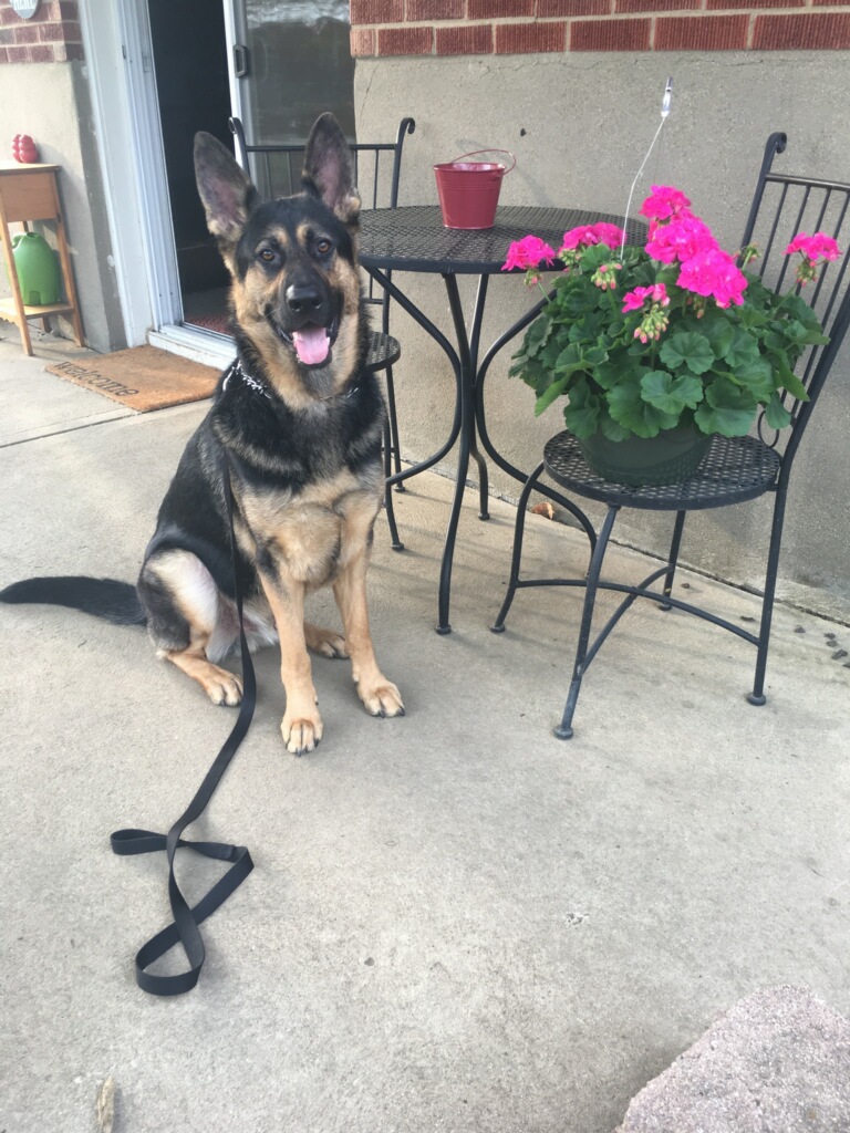 cincinnati dog training