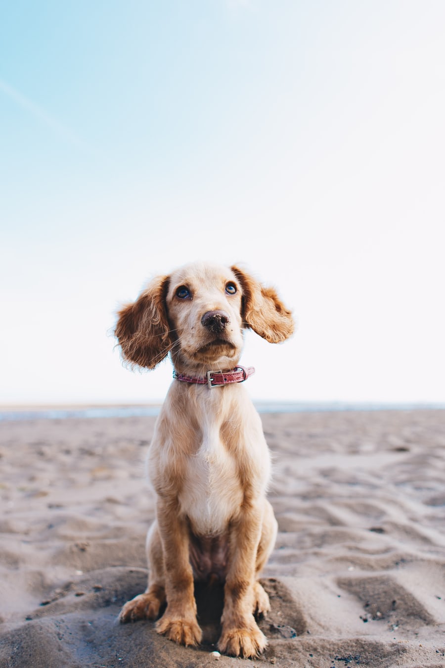 Covington basic obedience dog puppy training in Covington KY