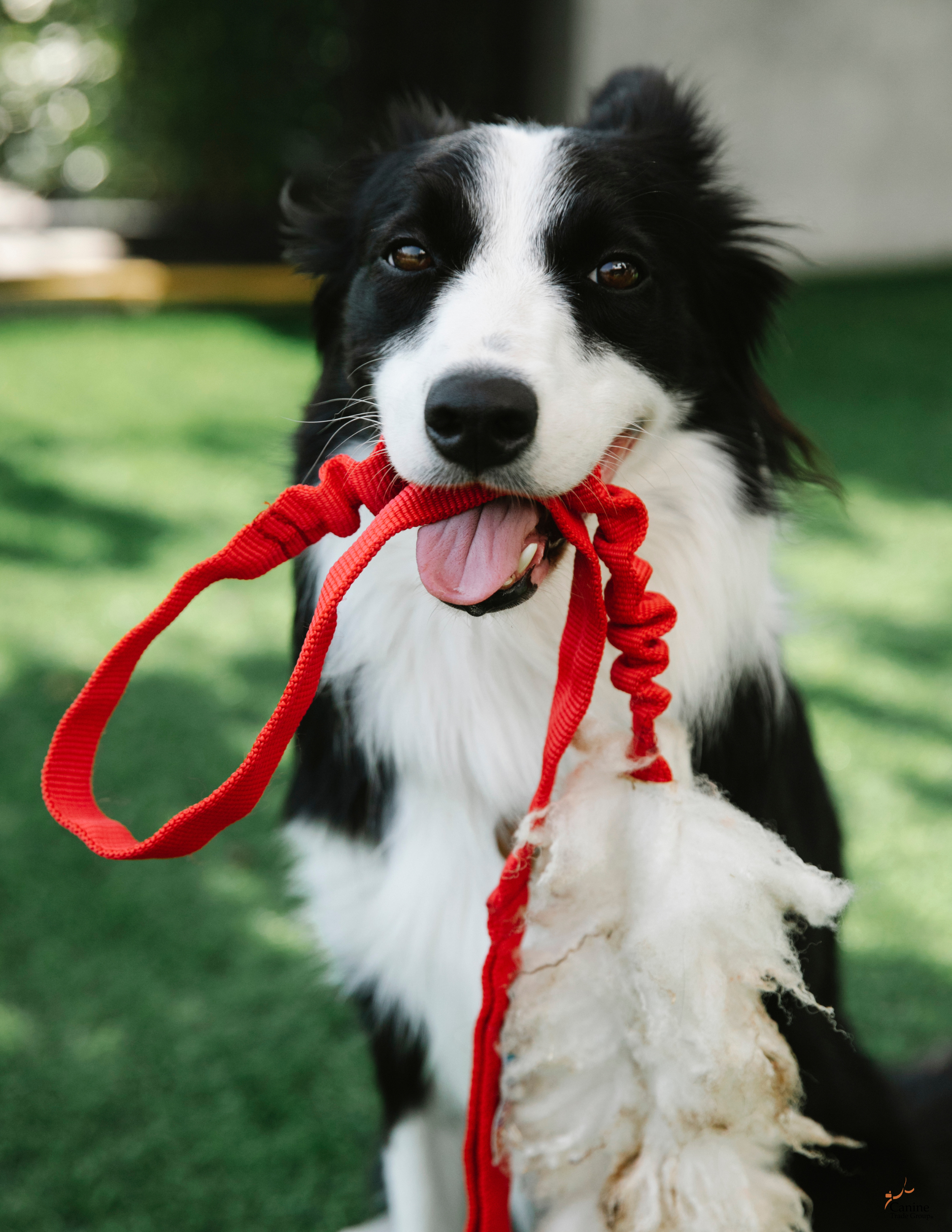 dog obedience training in ohio
